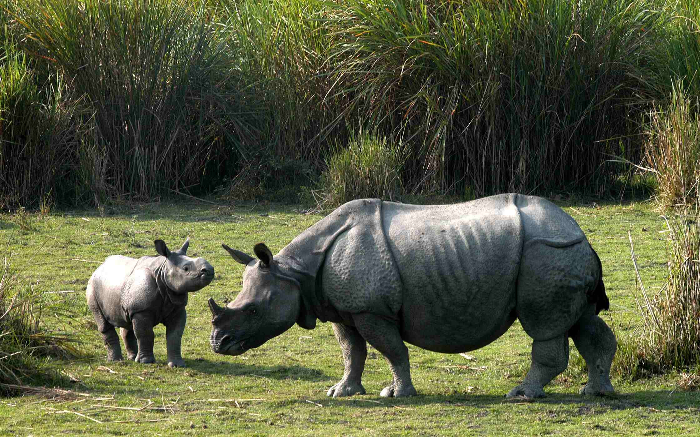 Kaziranga