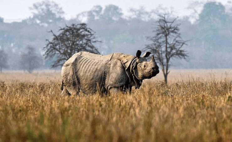 Kaziranga Rhino