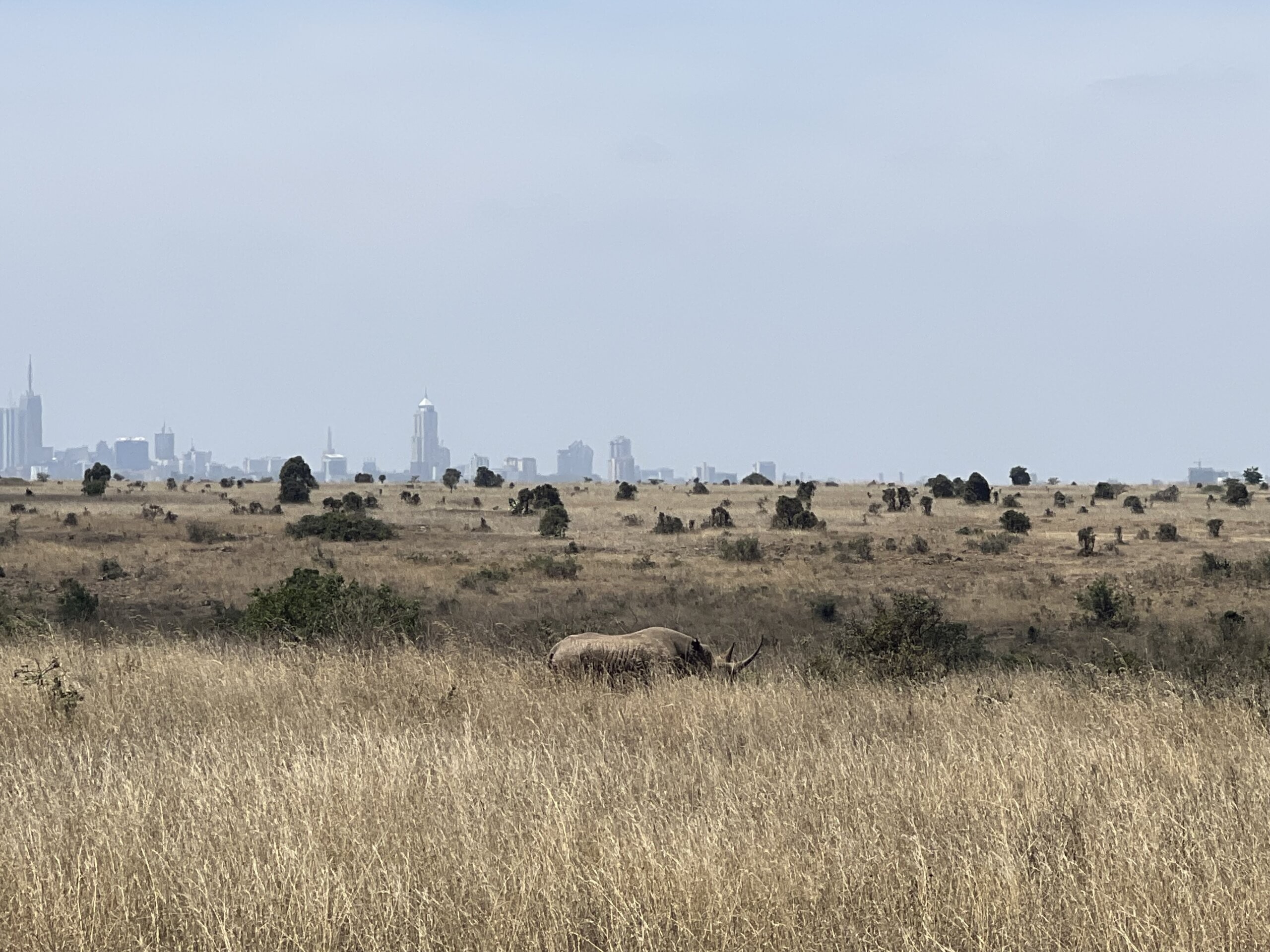 Black Rhino in Nairobi National Park