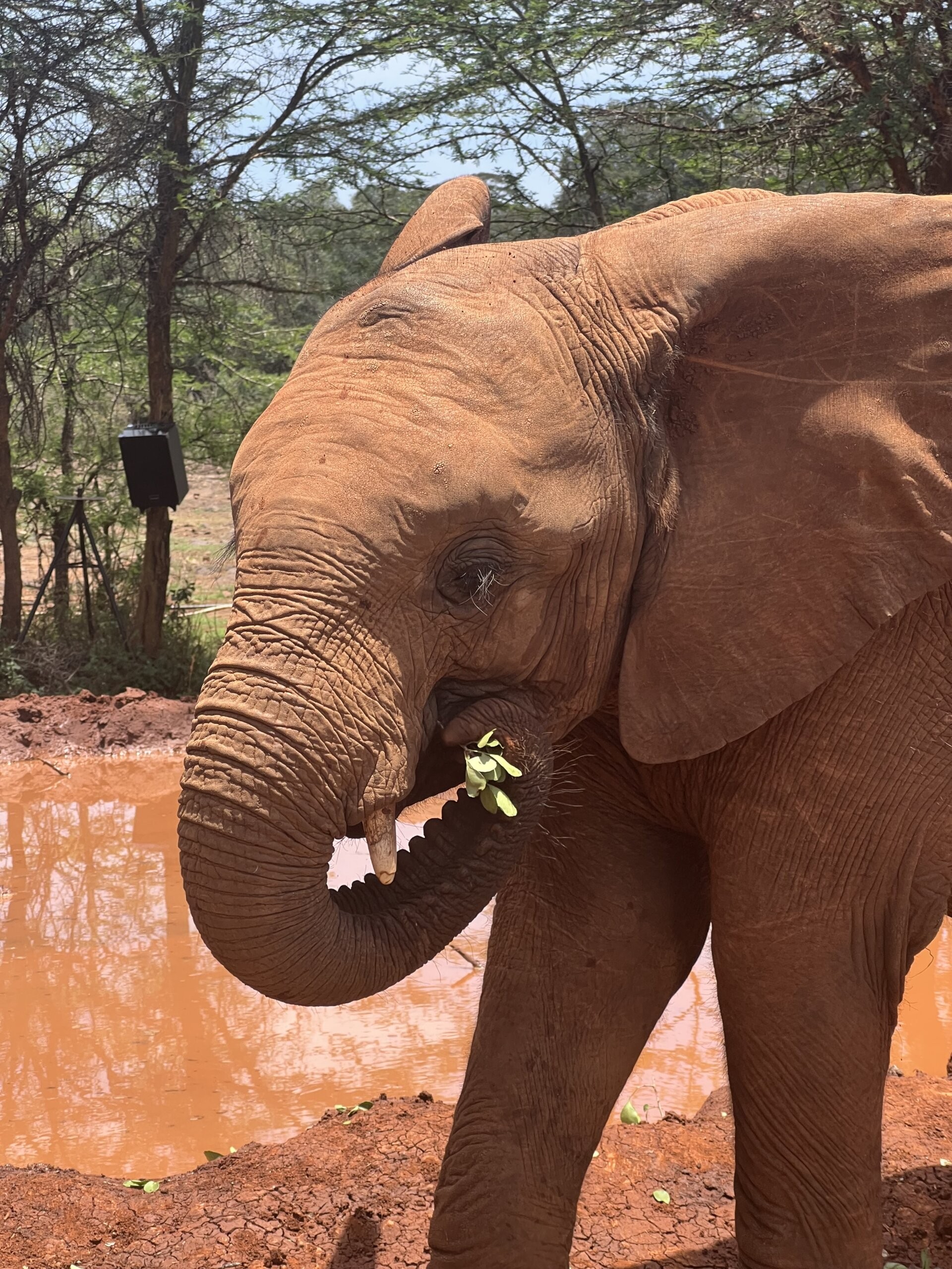 Kenya Vs Tanzania Tourism: Which Destination Reigns Supreme? 3 Orphan Elephants at Sheldrick Wildlife Trust in Kenya