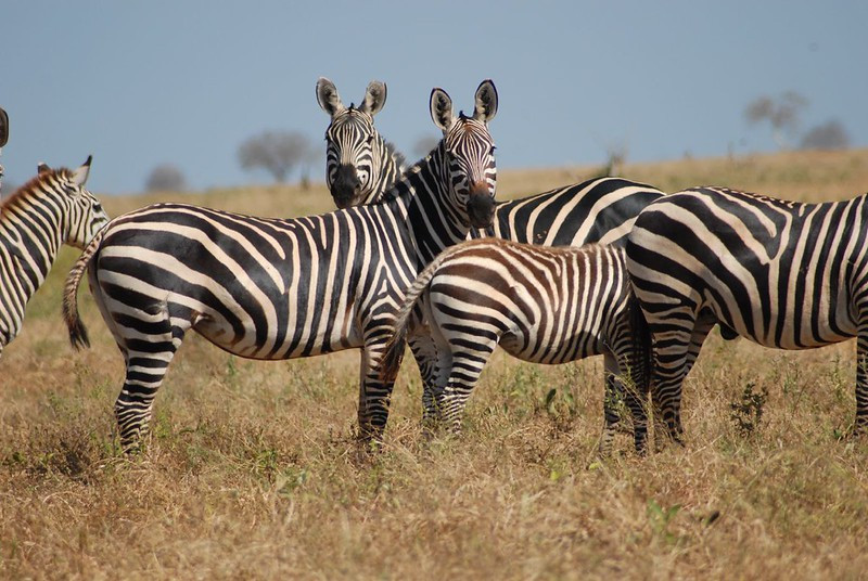 Masai Mara National Park Kenya offers great wildlife experiences.