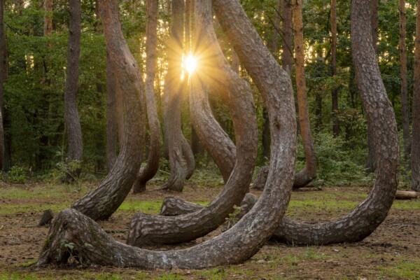 The Crooked Forest in Zachodniopomorskie Voivodeship offers an allure with its mysterious, oddly shaped pine trees.