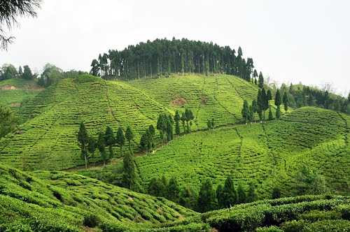 Kurseong, West Bengal - The Land of White Orchids