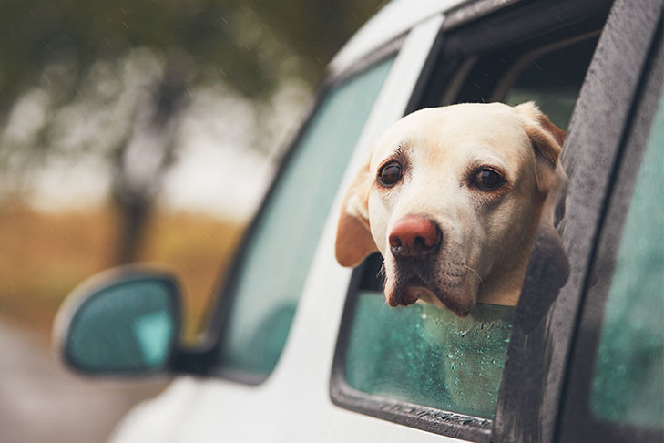 Dog in car