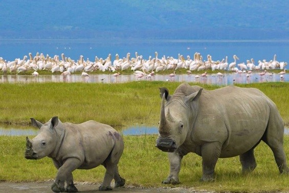 Lake Nakuru National Park