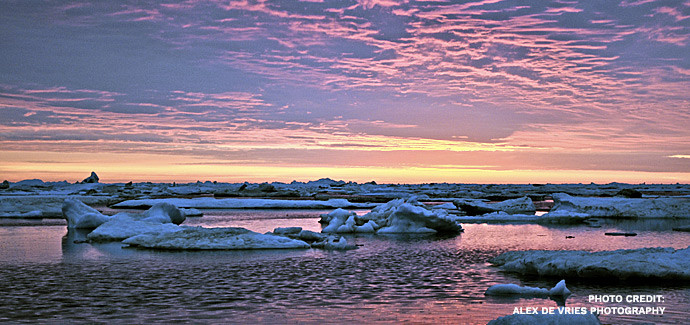 Polar bears in Churchill