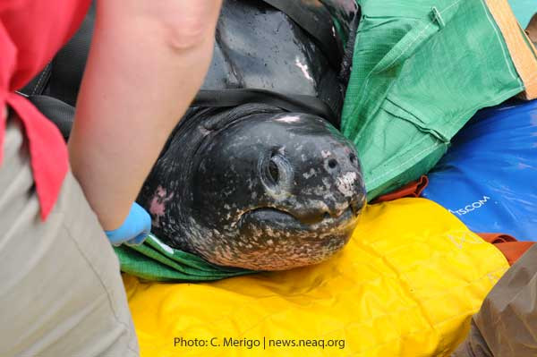 Leatherback Headshot