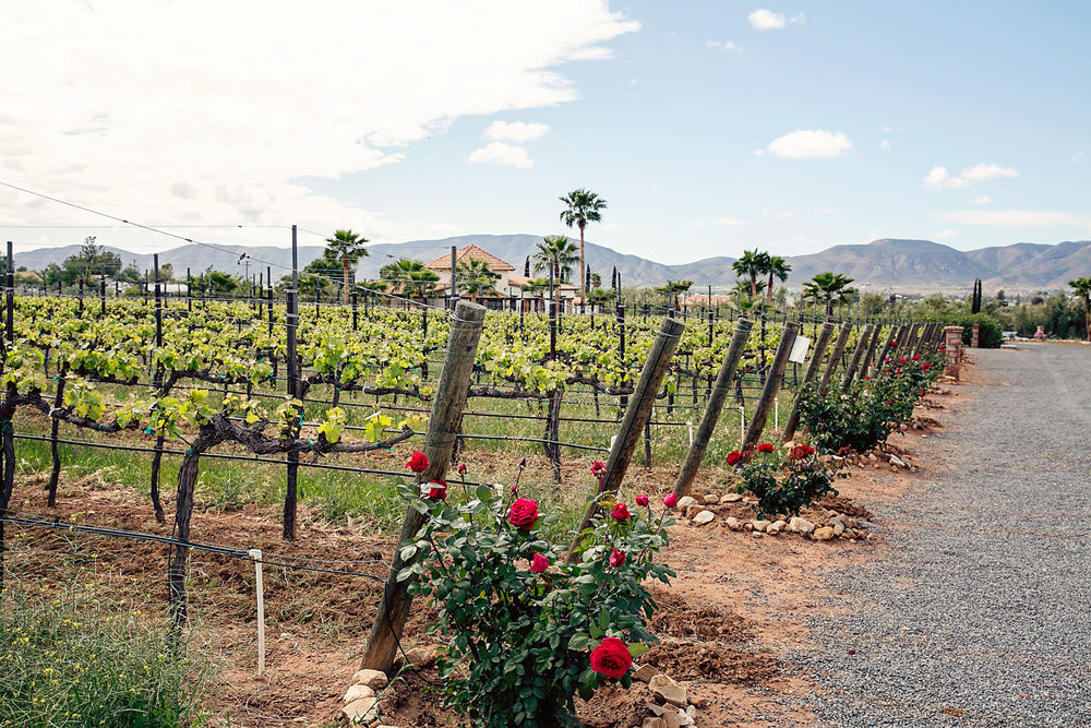 Lechuza Vineyard on the Valle de Guadalupe Wine Route in Baja California, Mexico