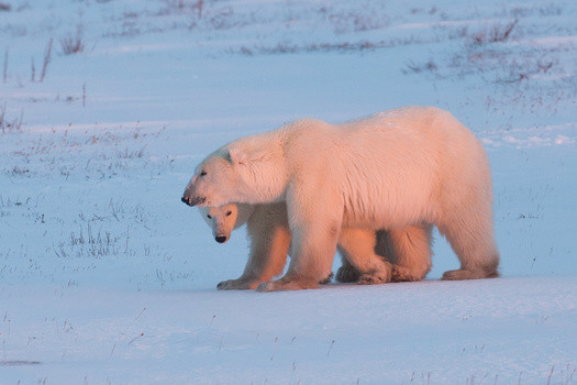 Peek-a-boo Bear Wapusk National Park