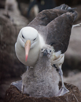 Albatross Mother Falkland Islands