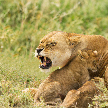 Lion Mother and Cubs Ndutu Tanzania