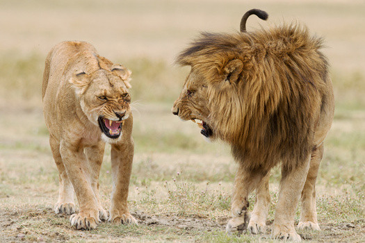 Ngorongoro Crater Tanzania Wildlife