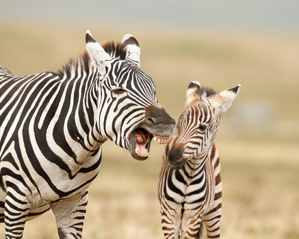 Zebra Foal Ngorongoro Crater Tanzania