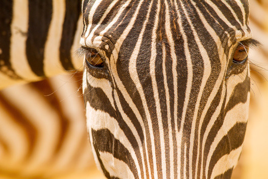 Zebra Portrait Ngorongoro Crater Tanzania