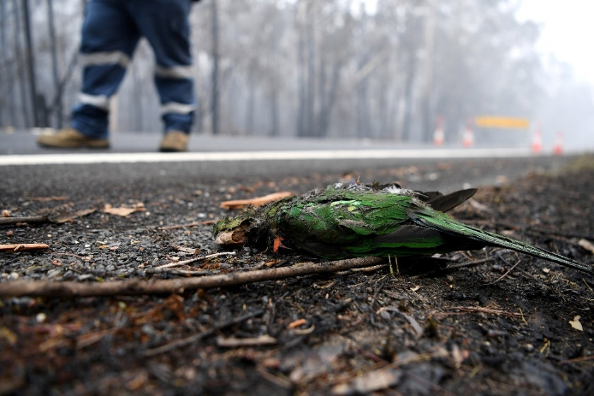 A dead native Australian bird lying on ashes near Eden, symbolizing the devastating impact of the fires on wildlife and natural ecosystems