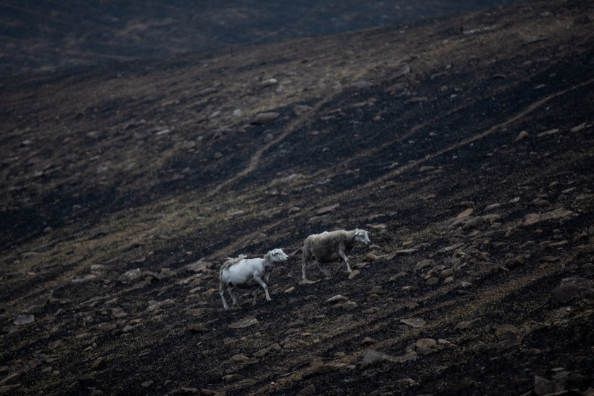 Sheep in the fire grounds near Bega, News South Wales, illustrating the agricultural impact of the bushfires on livestock and farming communities