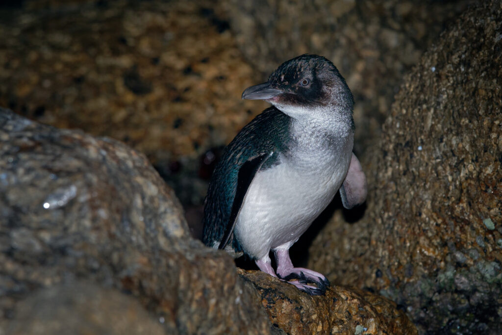 Little Penguin on Rocks