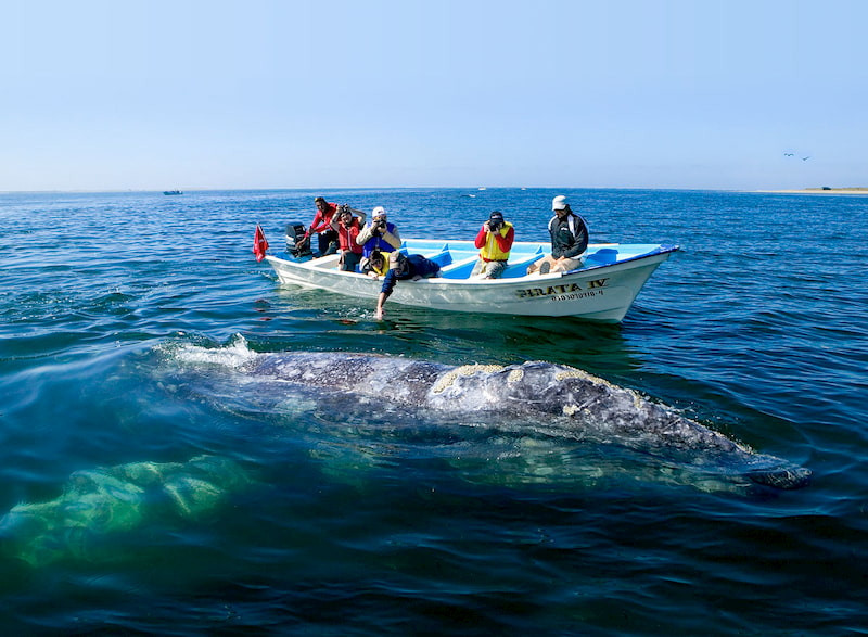 Loreto Mexico Whale Watching