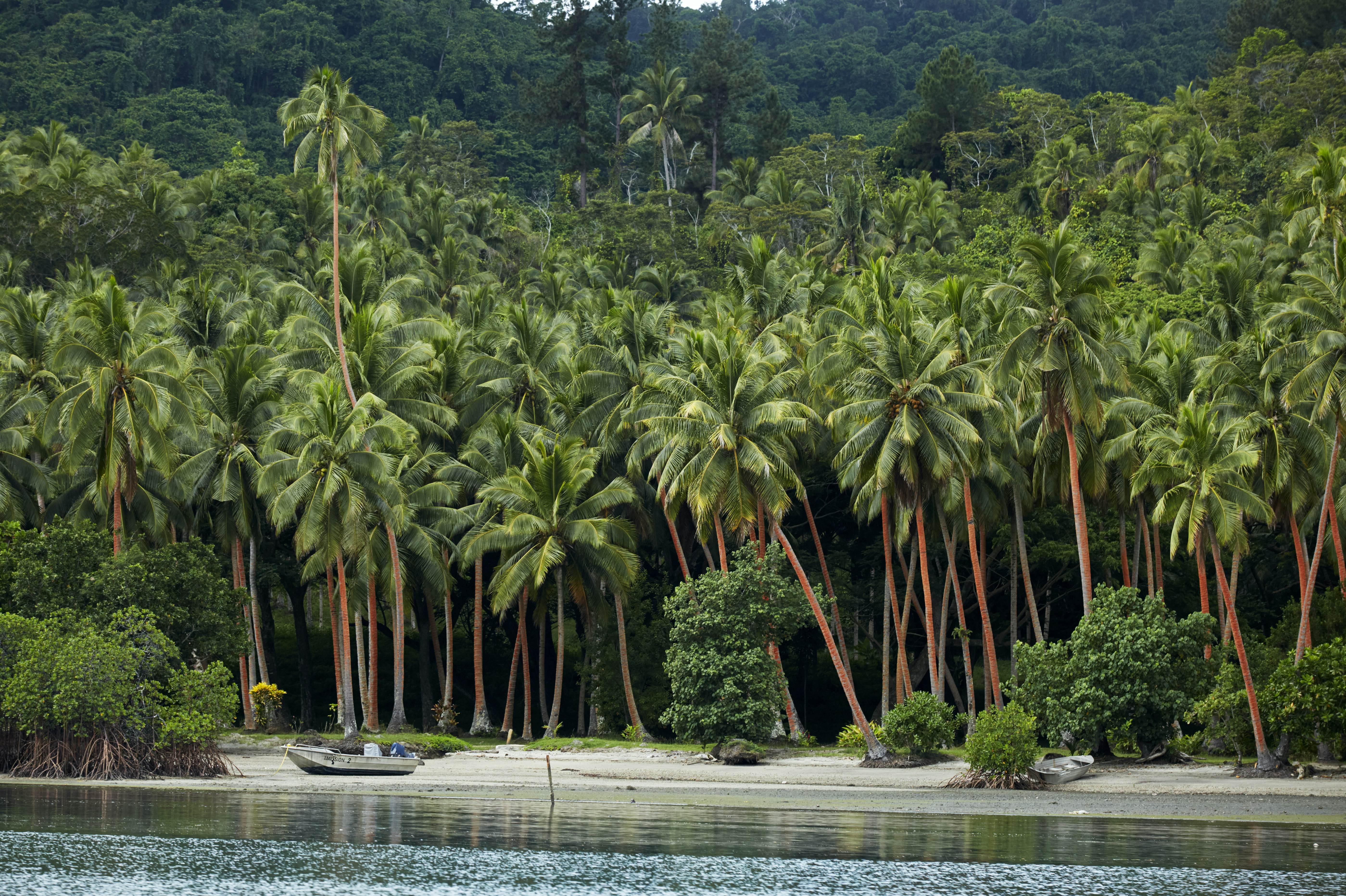 Palm-treed beach on Natuvu Bay, Savusavu, Fiji, offering sunshine even in the wet season