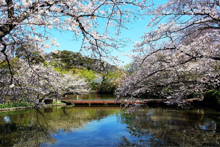 Tsurugaoka Hachimangu Shrine, the heart of Kamakura with a tree-lined approach.