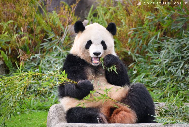 Wakayama Adventure World Panda