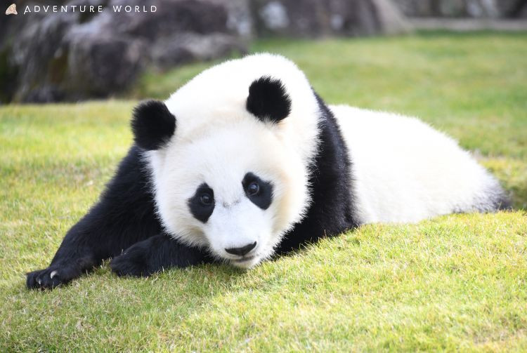 Adventure World Giant Panda