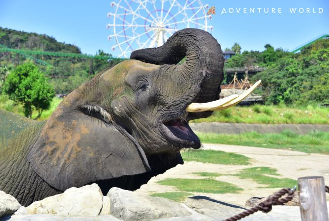 Adventure World Dolphin and Seal Show