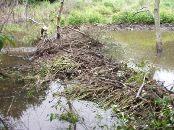 Beaver dam built from sticks and mud