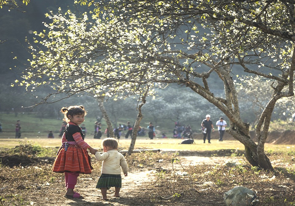 Plum Blossoms in Ha Giang