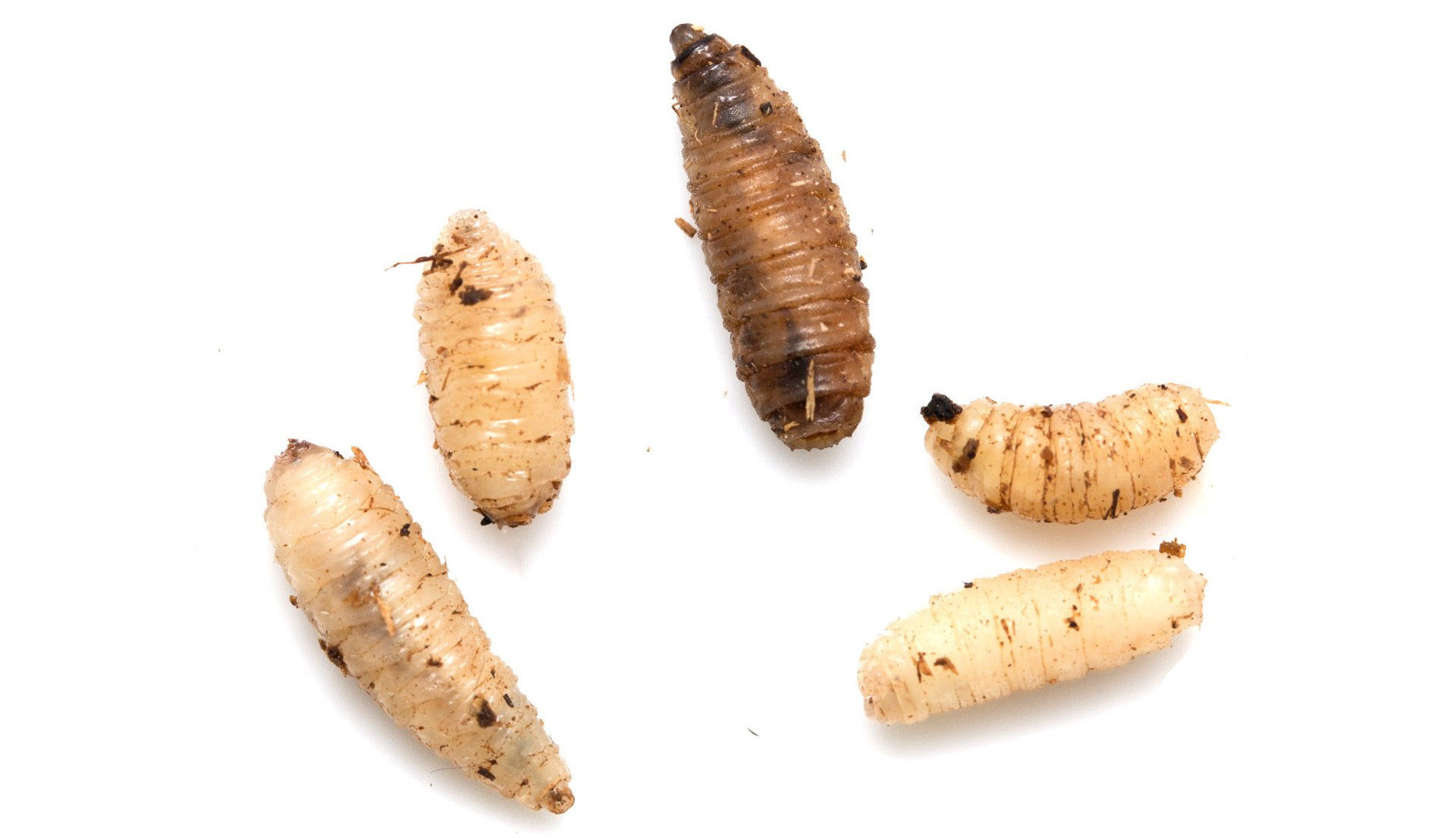 Maggots commonly found in homes.