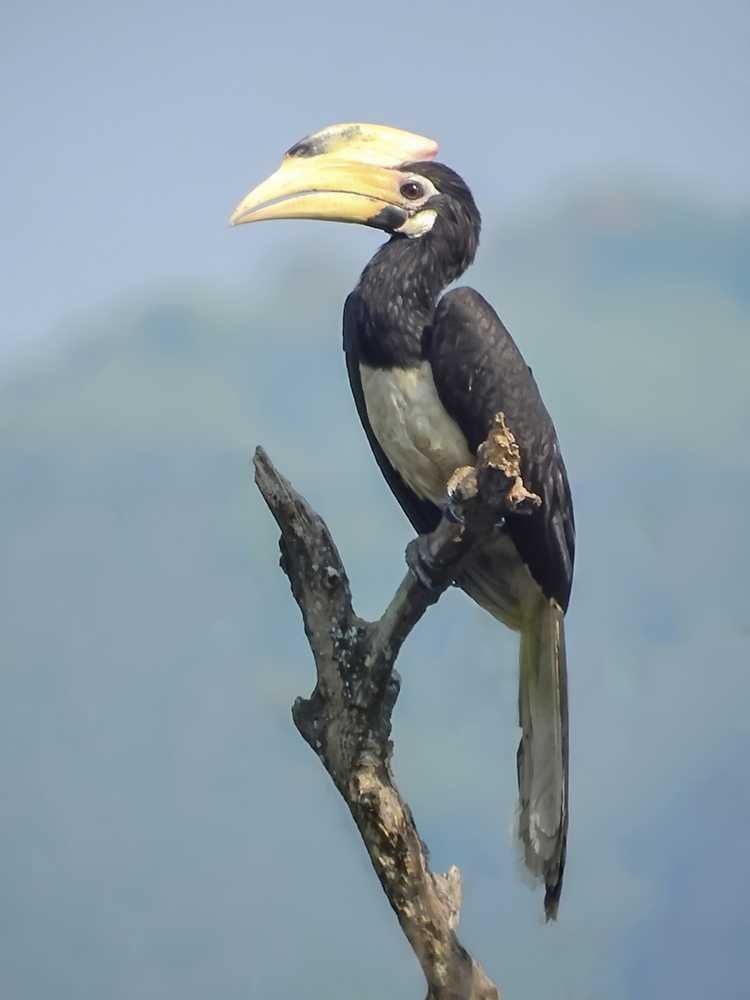 Bird Watching in Dandeli
