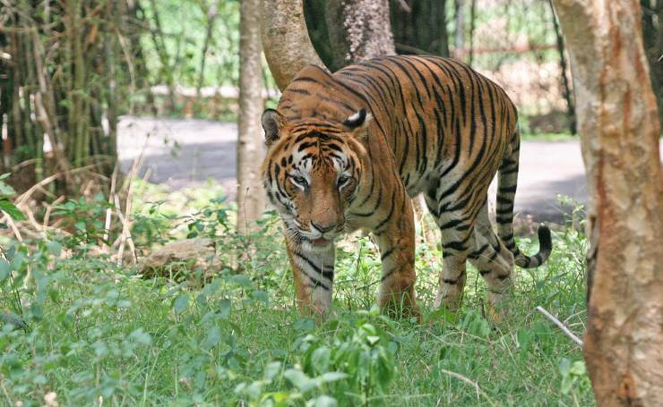 Manas National Park
