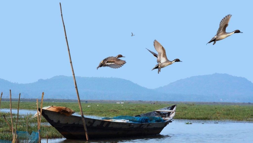 A vibrant scene at Mangalajodi, a bird paradise near Chilika Lake