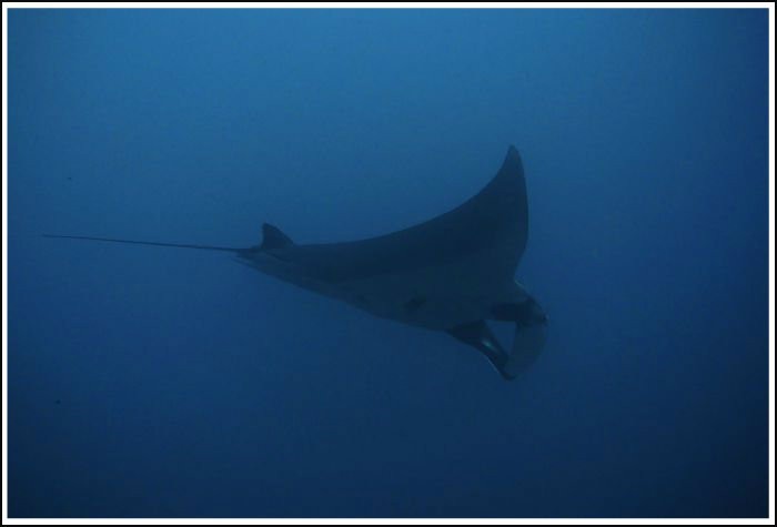 Manta Point Labuan Bajo