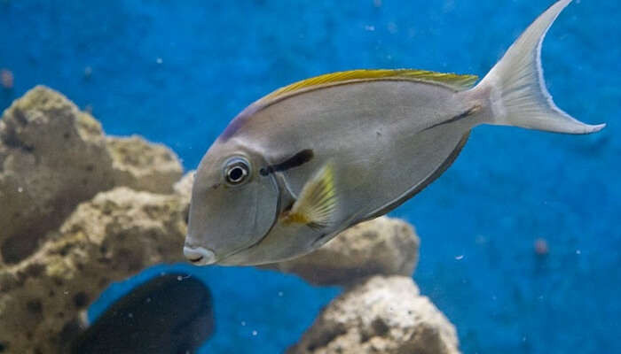 The Marine Museum exhibits a diverse collection of marine life, educating visitors about Lakshadweep's underwater ecosystems.