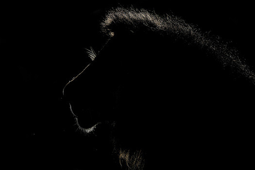 Marius Coetzee Wildlife Photography