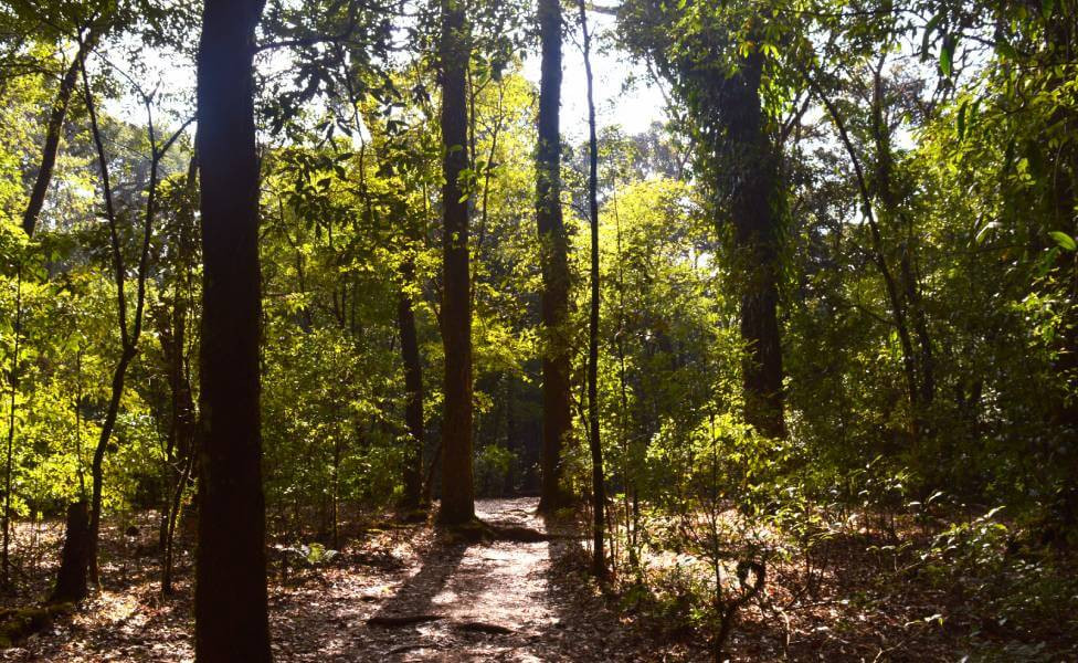 Mawphlang Sacred Forest Meghalaya