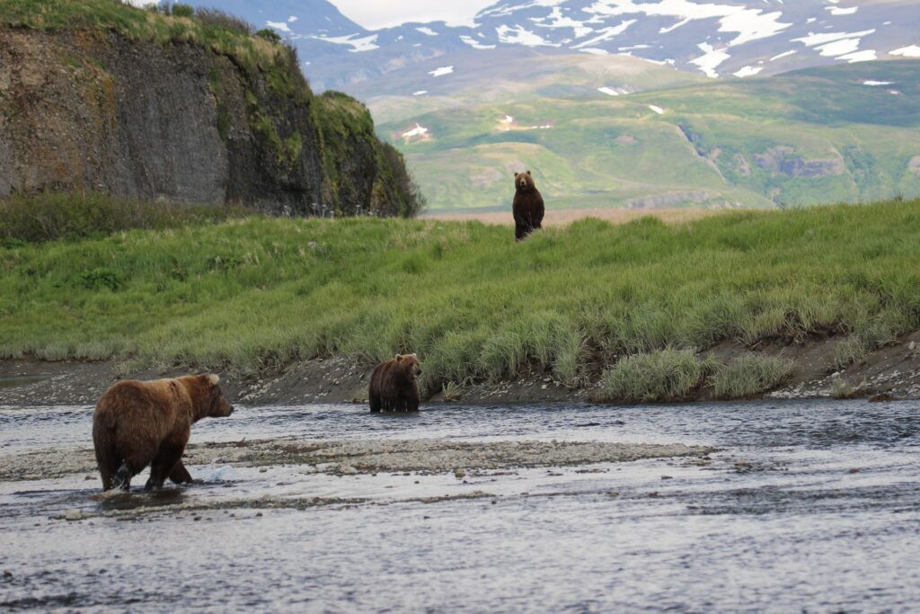 Three brown bears near a river with a grassy landscape and snow-capped mountains in the background, spotted during a sightseeing tour in Alaska.