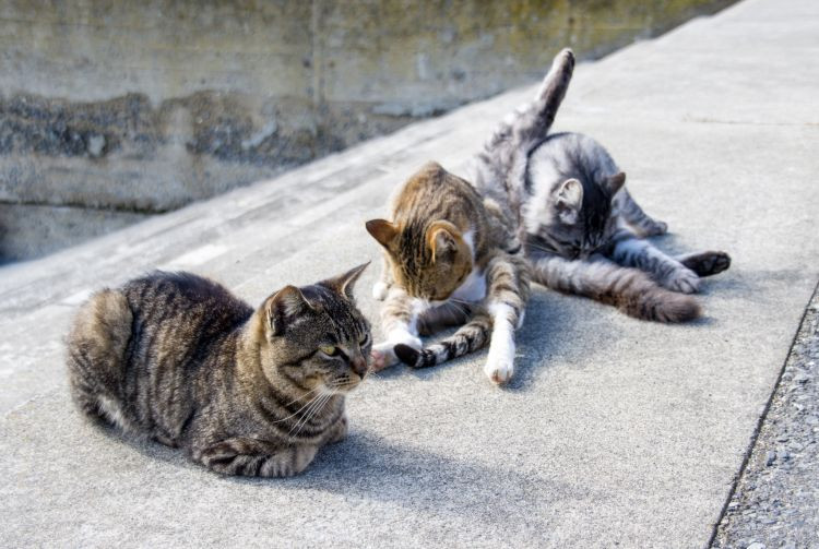 Cats outdoors in Japan