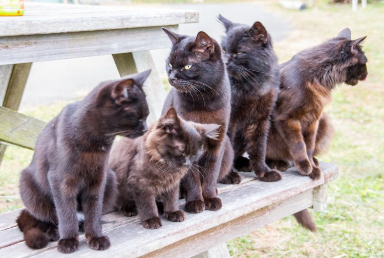 Cats resting on a stone wall in Japan