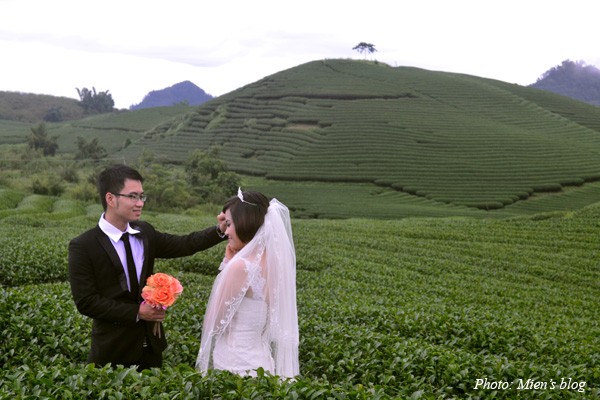 Tea pickers in Moc Chau