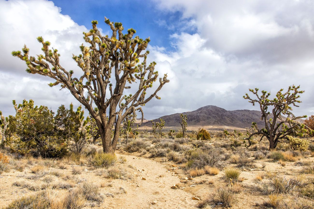Mojave National Preserve Hiking