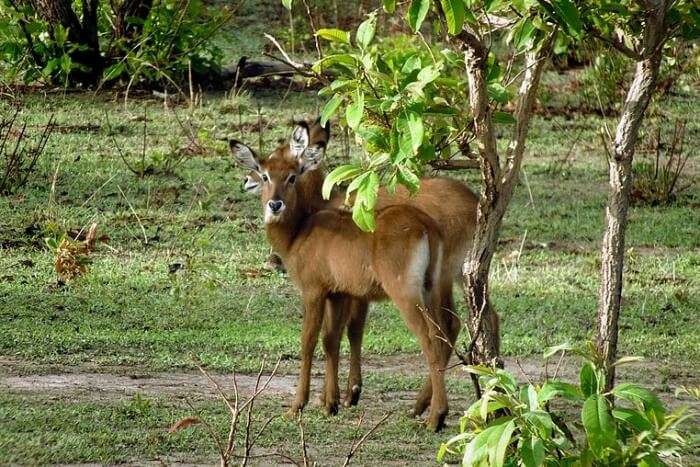Antelopes at Mole National Park Ghana