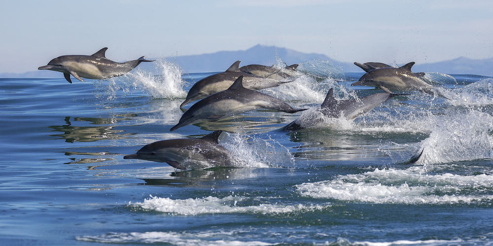 Dolphins in Monterey California