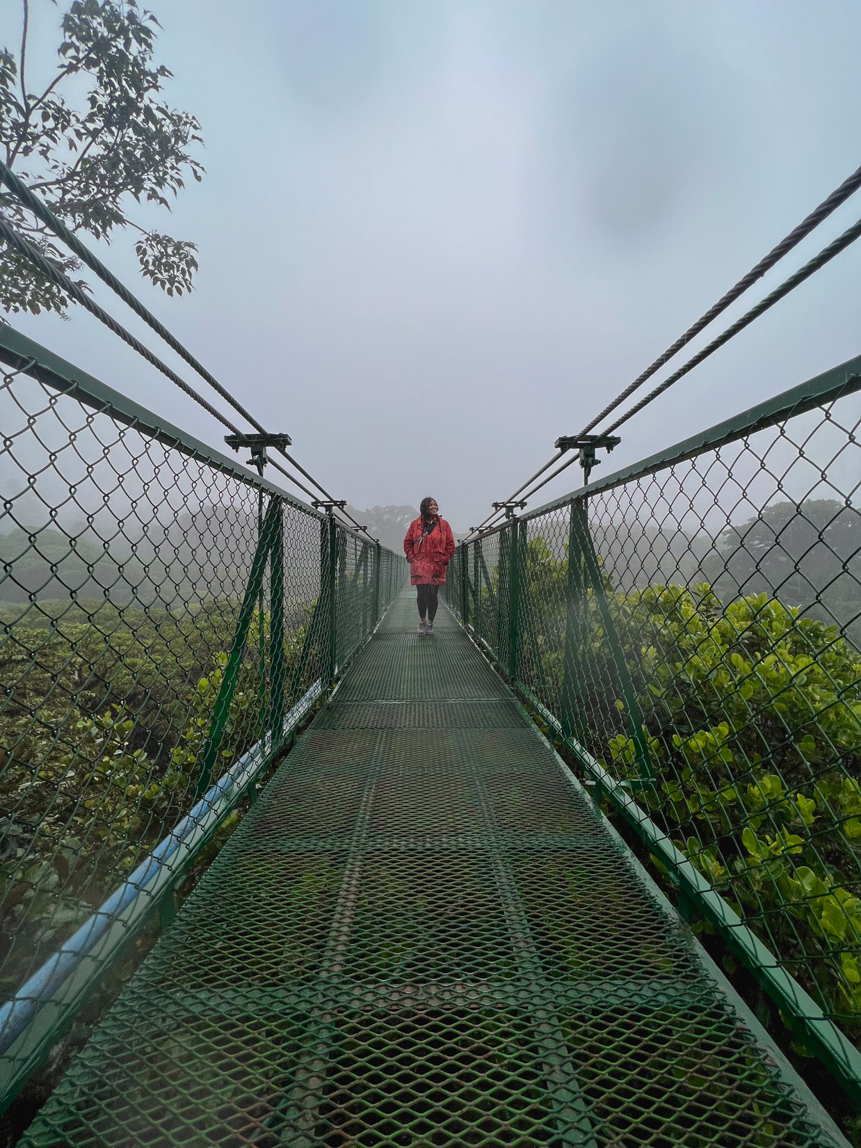Hanging Bridges at Selvatura Park