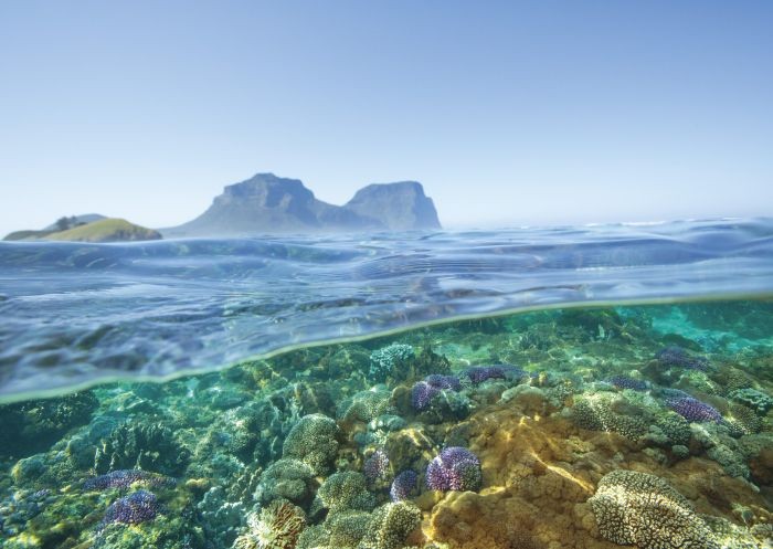 Snorkelling adventure in the mesmerizing waters of Lord Howe Island