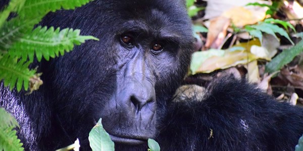 Mountain gorilla