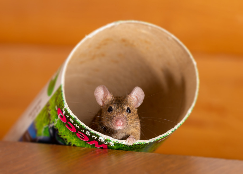 Mouse hiding in a RV