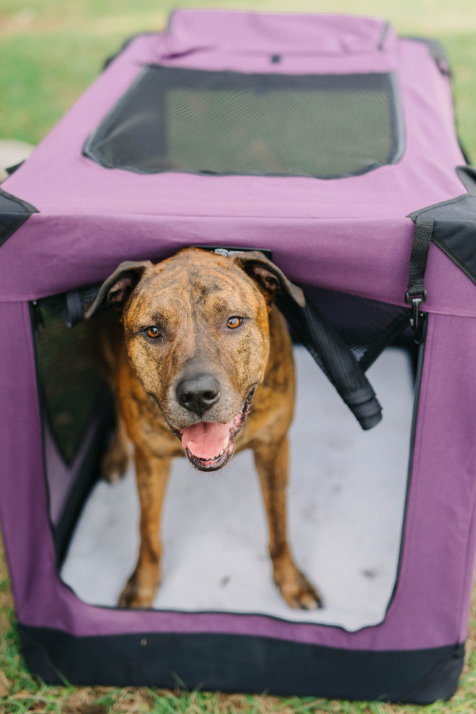 EliteField soft sided crates for large dogs sparkles and sunshine blog