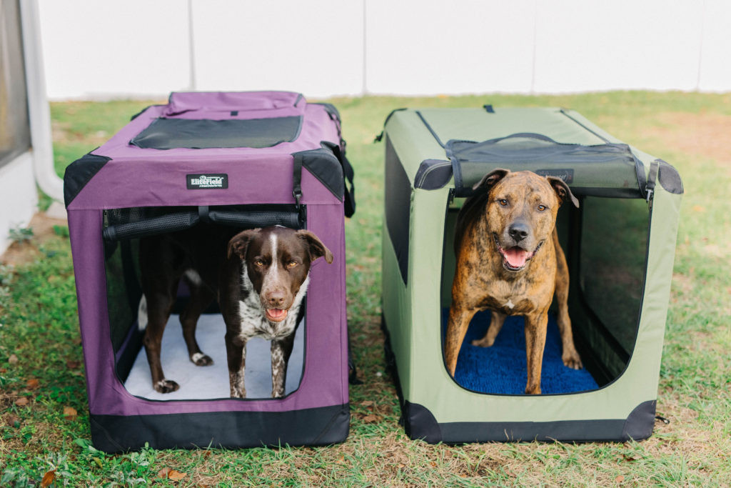 Elitefield soft sided dog crate with noz2noz soft crate sparkles and sunshine blog